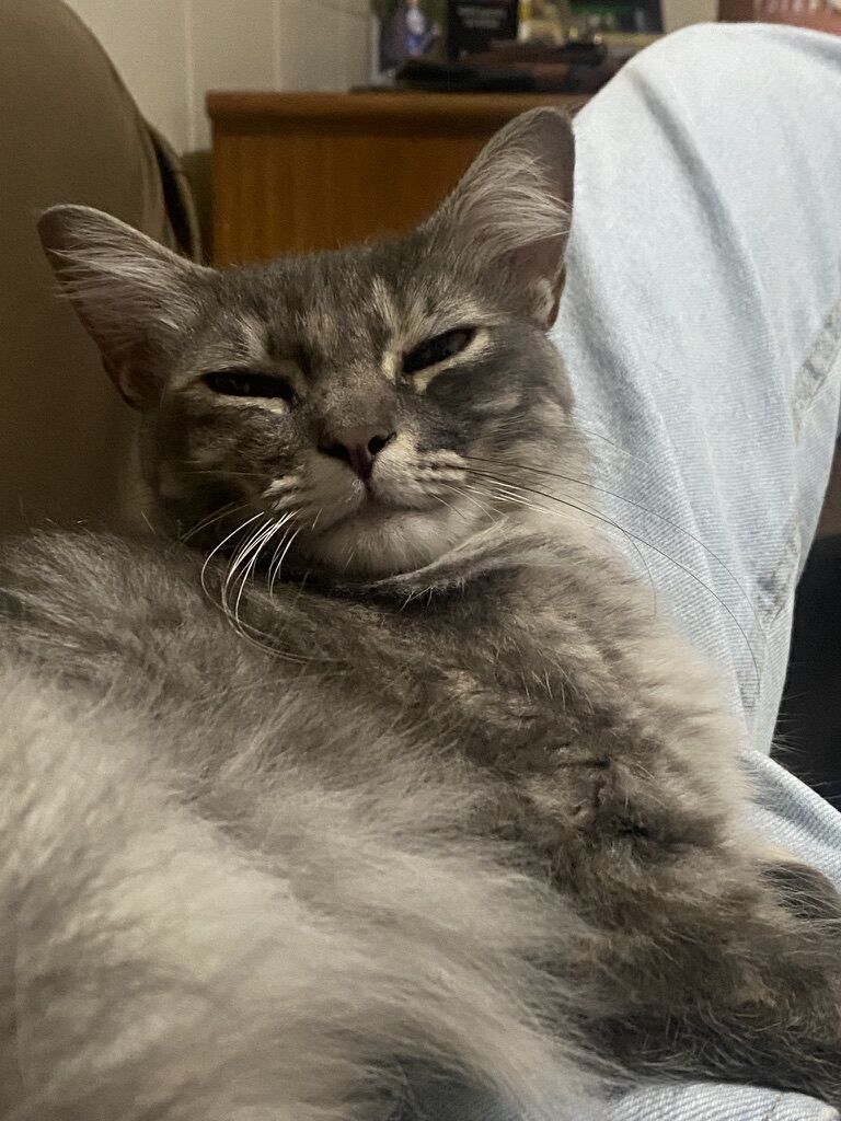 Foto enviada pelo tutor