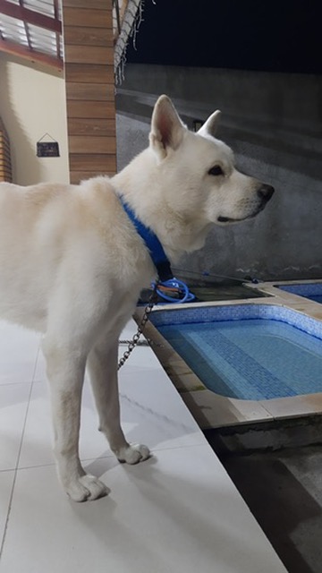 Foto enviada pelo tutor